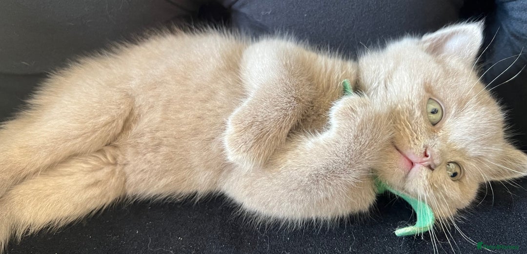 Scottish Fold cats for sale: Beautiful lilac Scottishfold straight ear kittens  - Image 22