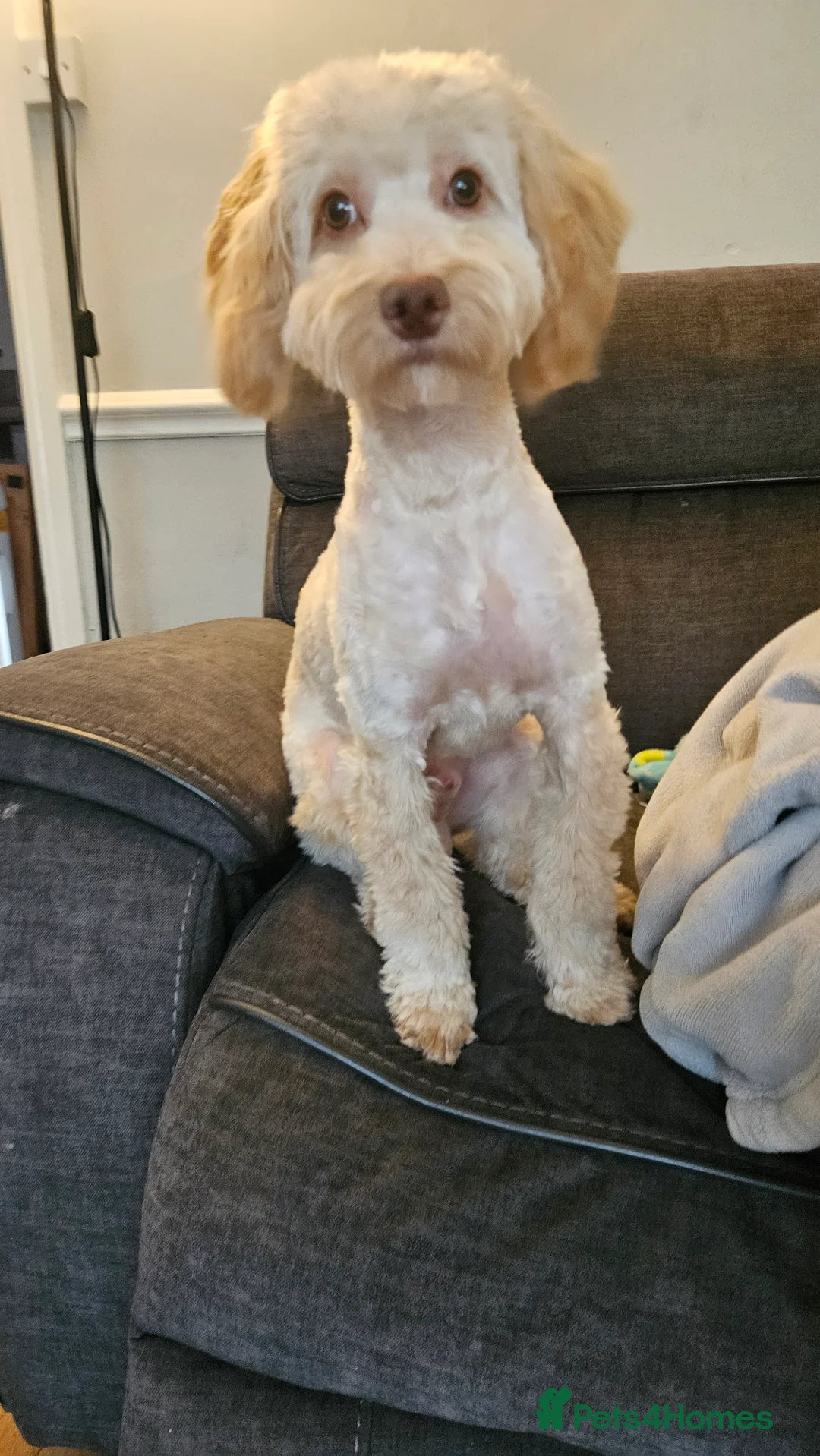 Cockapoo dogs for sale: Teddy  - Advert 3