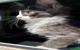 Mixed Breed cats for sale: Maine coon cross  - Image 13