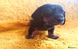 Dachshund dogs for sale: dachshund puppies  - Image 23