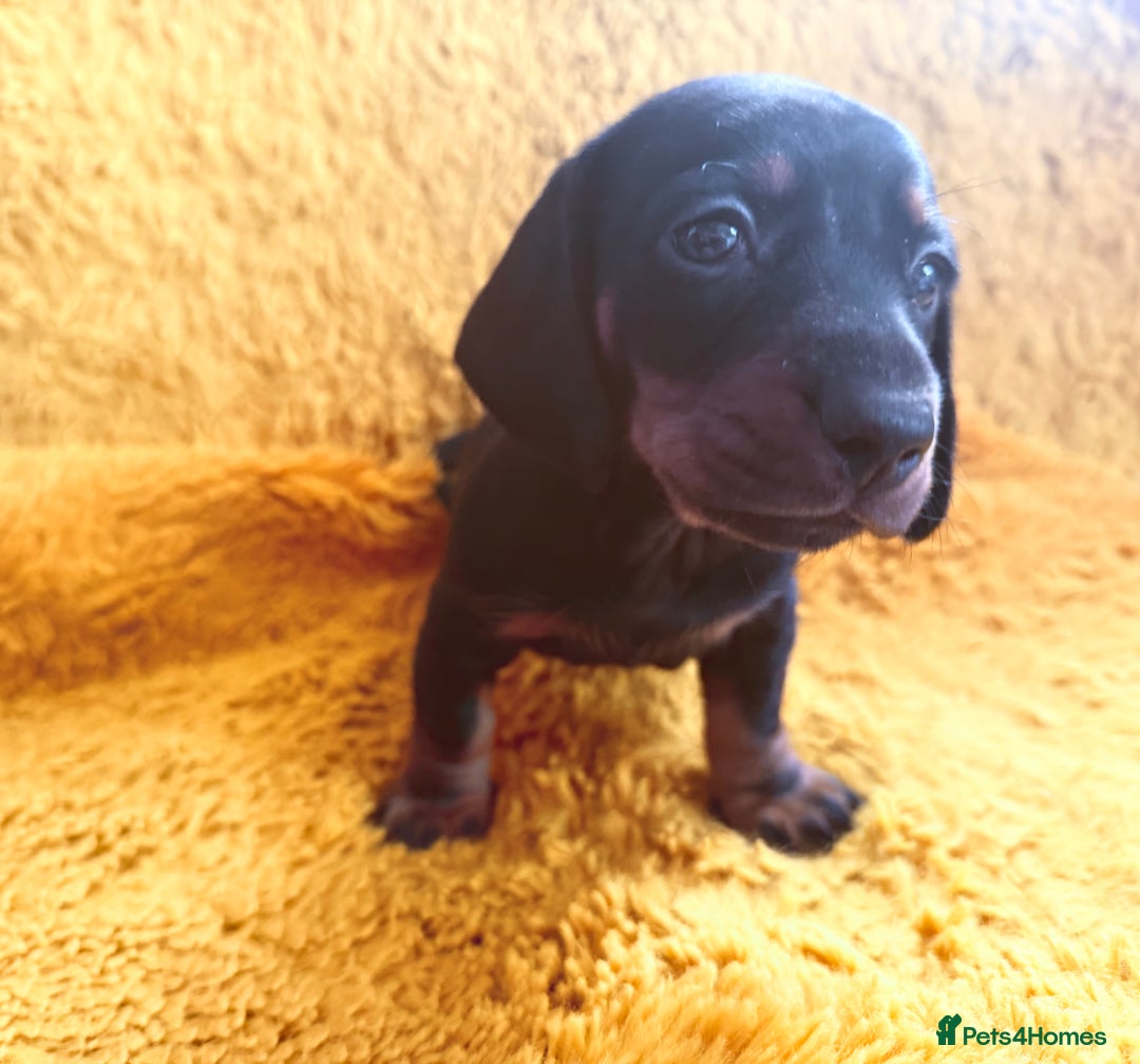 Dachshund dogs for sale: dachshund puppies  - Image 23