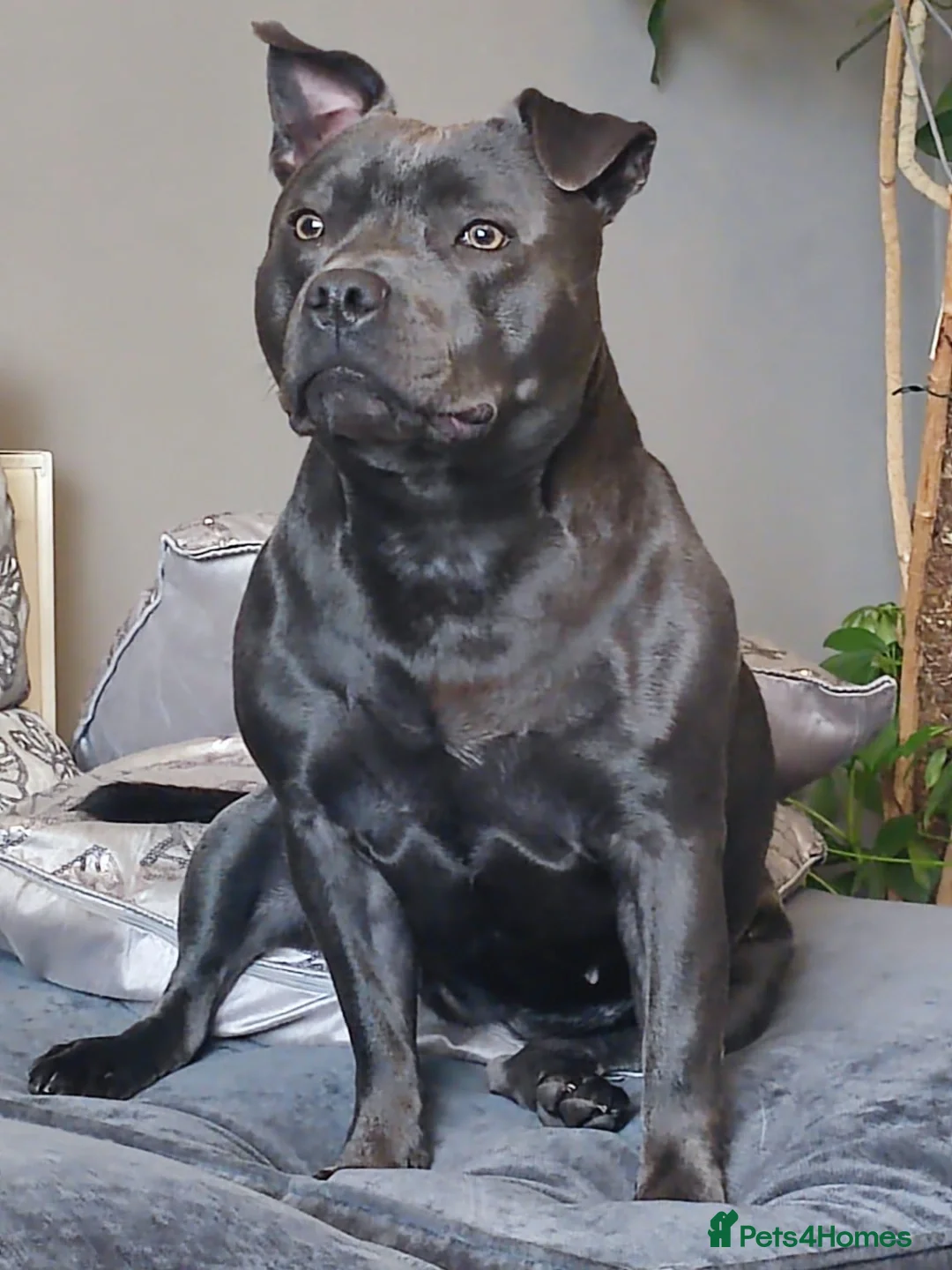 Staffordshire Bull Terrier dogs for sale: Beautiful KC reg Staffordshire bull terriers - Advert 10