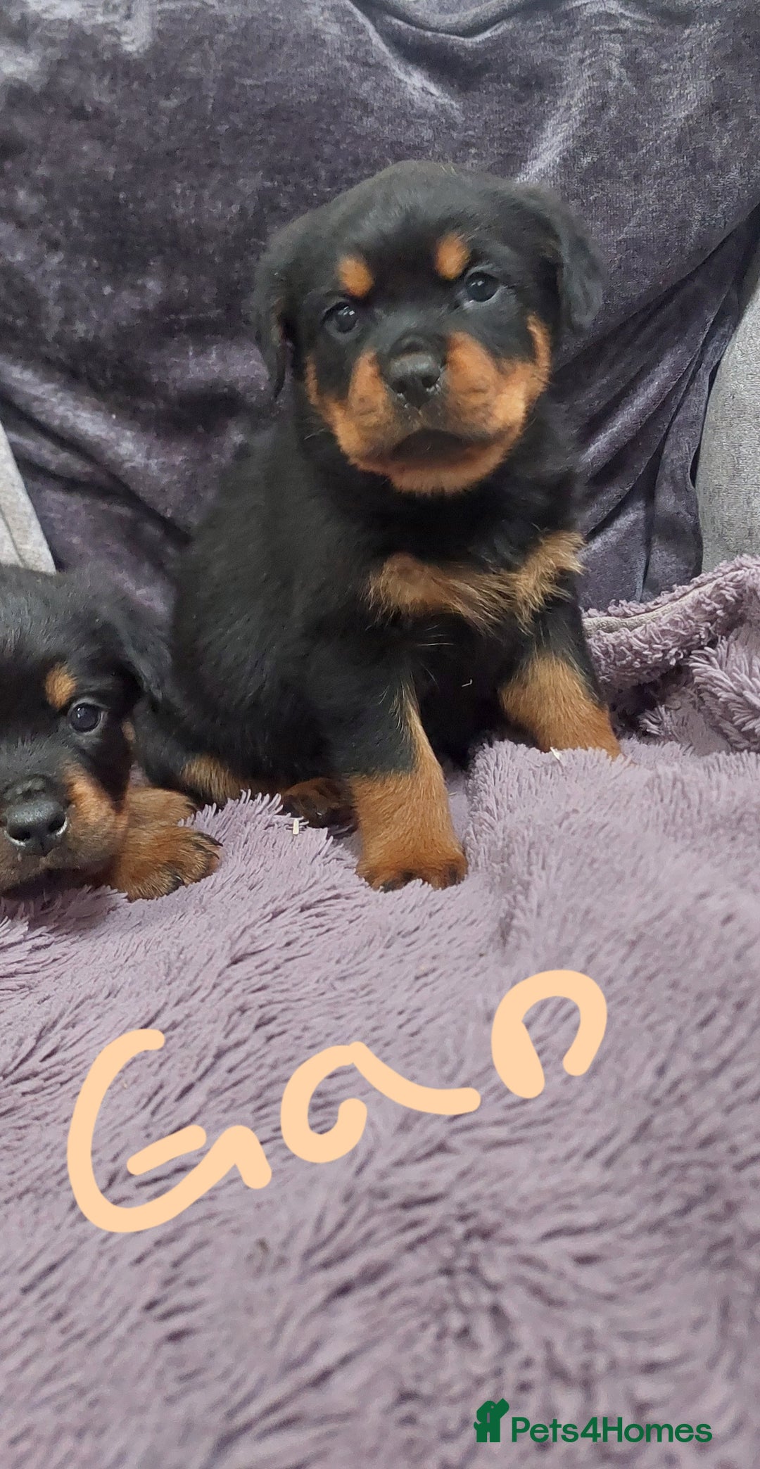 Rottweiler dogs for sale: KC Rottweiler pups (health tested parents) - Advert 2