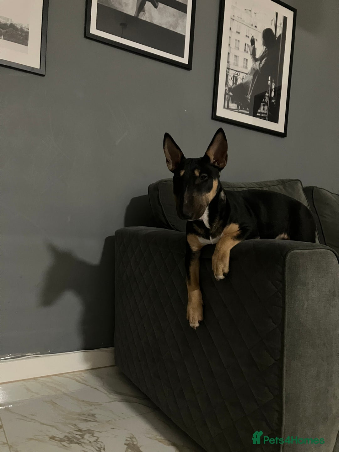 Miniature Bull terrier dogs for sale: Female Miniature bull terrier  - Advert 2