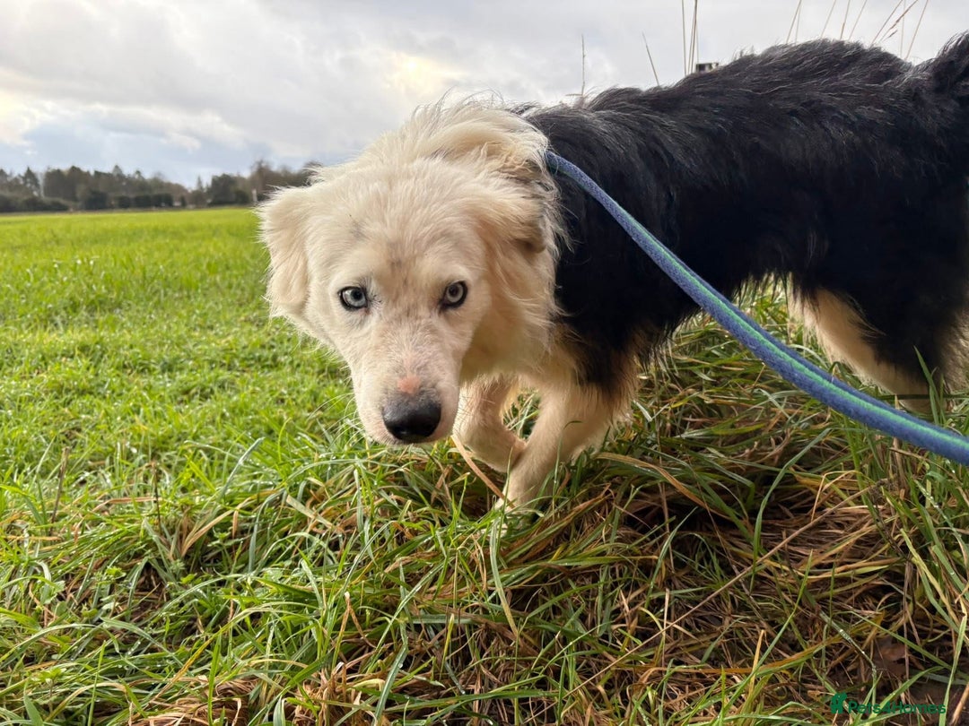 Border Collie dogs for adoption: Blue - Norwich Norfolk  - Advert 11