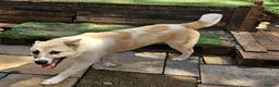 Mixed Breed dogs for sale: Malamute/akita  cross  - Advert 8