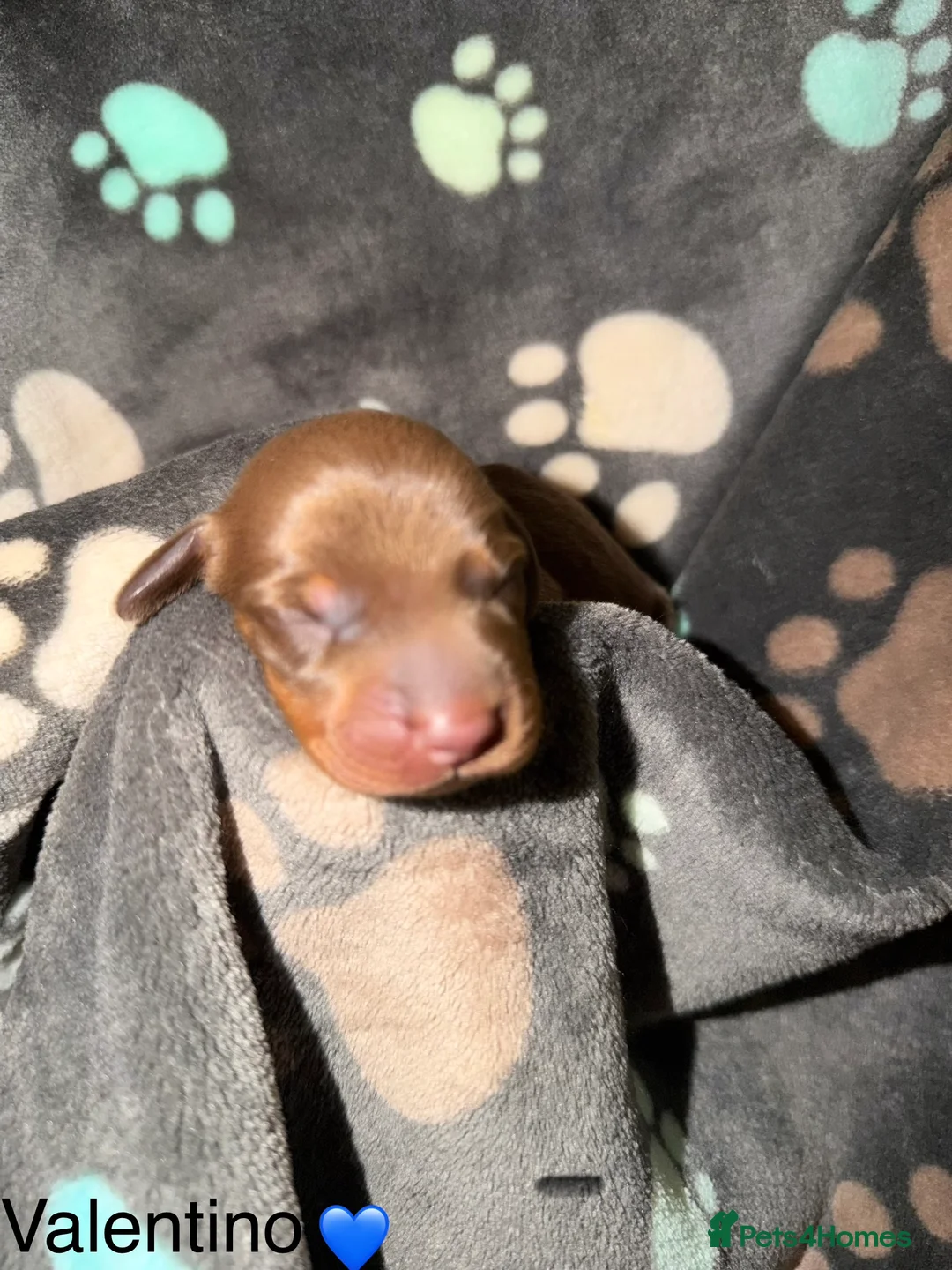 Miniature Dachshund dogs for sale: Miniature dachshund pups - Advert 16