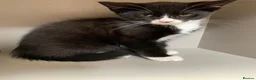 Mixed Breed cats for sale: Kittens  - Advert 4