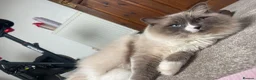 Ragdoll cats for sale: Male Neutered Ragdoll in Sheffield - Advert 3