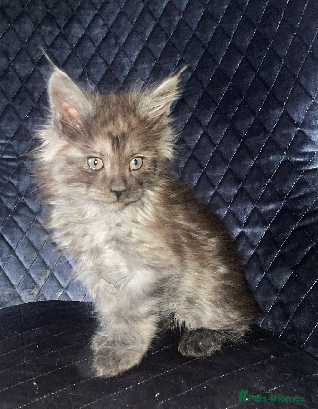 Maine Coon cats for sale: Giant Russian Mainecoons Kittens - Advert 28