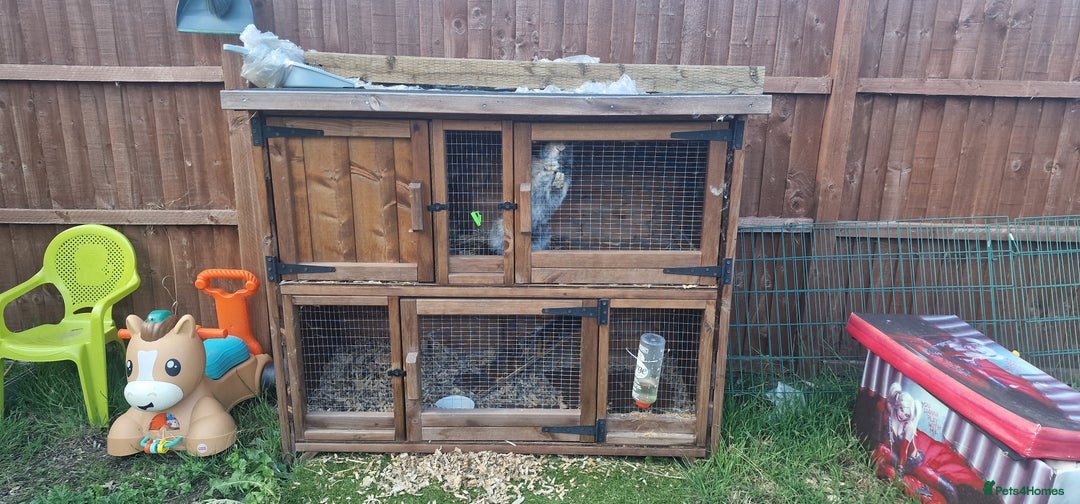 Dwarf Lop rabbits for sale: Male Dwarf lop Rabbit - Image 3