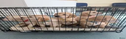 Golden Retriever dogs for sale: READY NOW Royal Kennel Club Boy - Advert 7