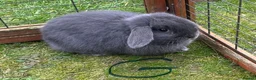 Mini Lop rabbits for sale: Beautiful baby bunny’s  - Advert 1