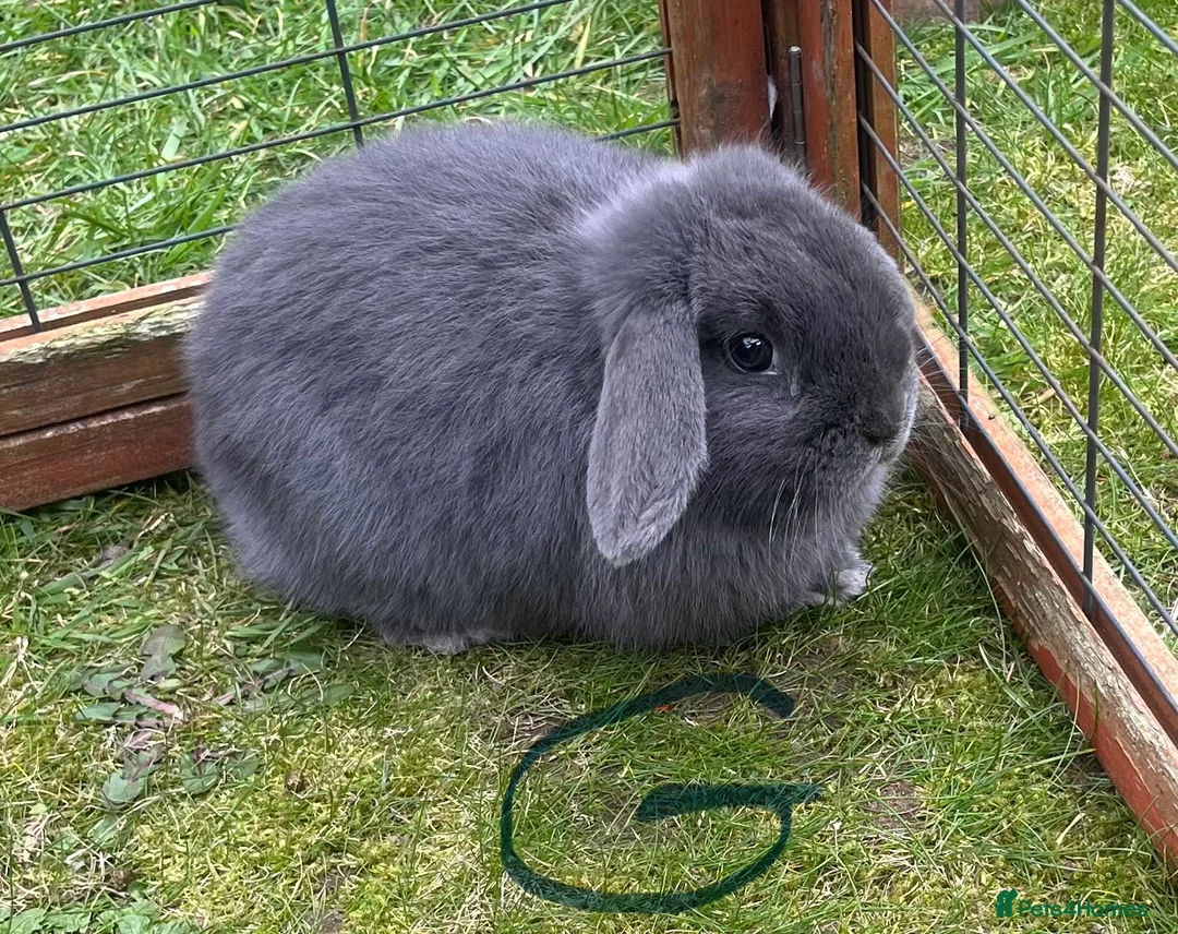 Mini Lop rabbits for sale: Beautiful baby bunny’s  - Advert 1