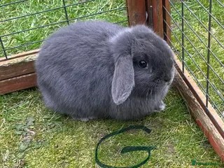 Mini Lop rabbits Beautiful baby bunny’s - Advert 3