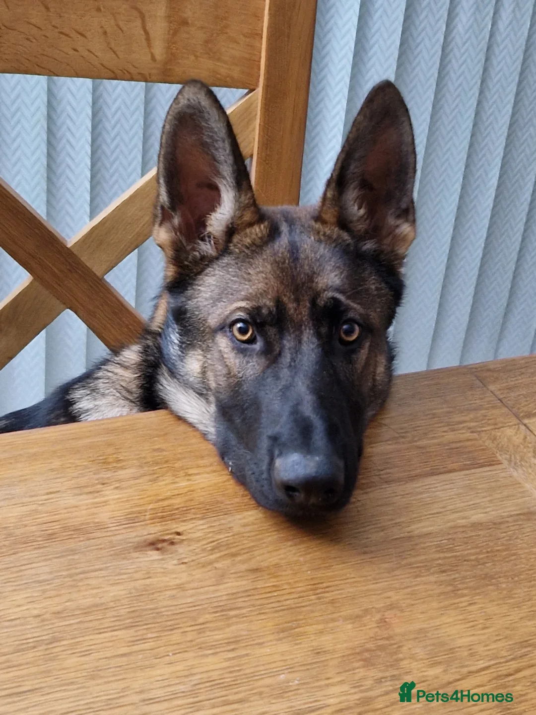 German Shepherd dogs for sale: Tej boy in Coventry - Advert 7