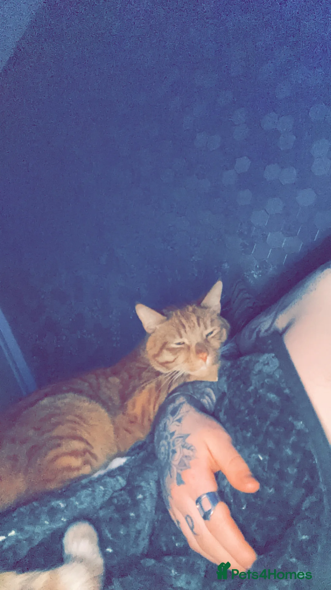 Mixed Breed cats for sale: Monty and Milo - Advert 2