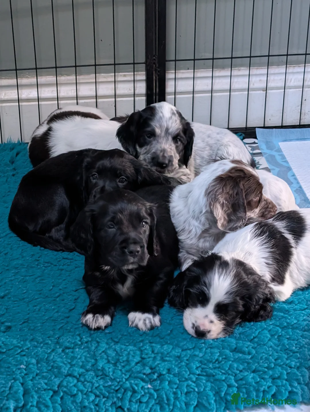 Sprocker dogs for sale: Sprockers  - Advert 12
