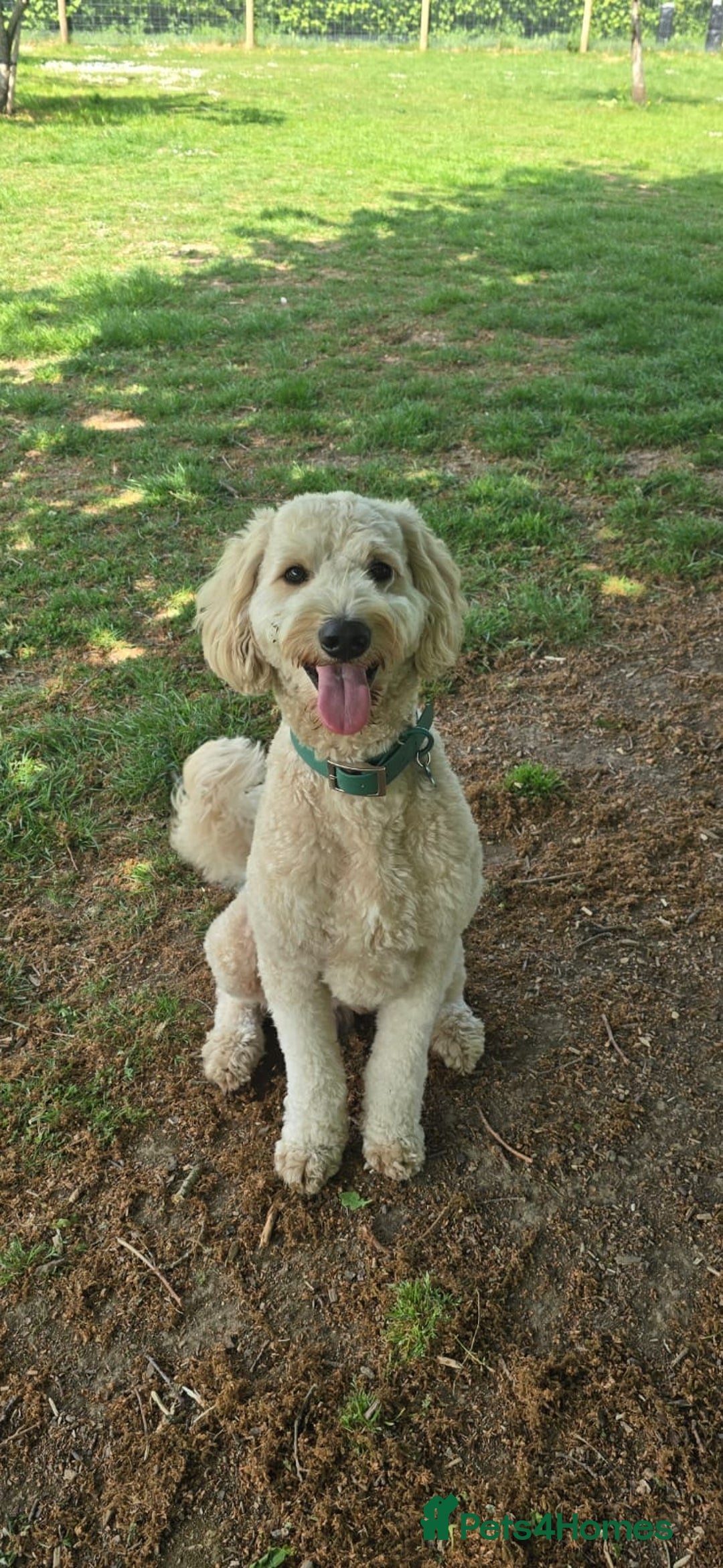 Labradoodle dogs for stud: Bailey: Top-Temperament Proven Stud - Advert 4
