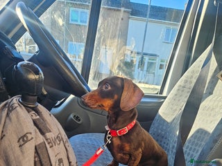 Miniature Dachshund dogs Miniature dachshund - Advert 1