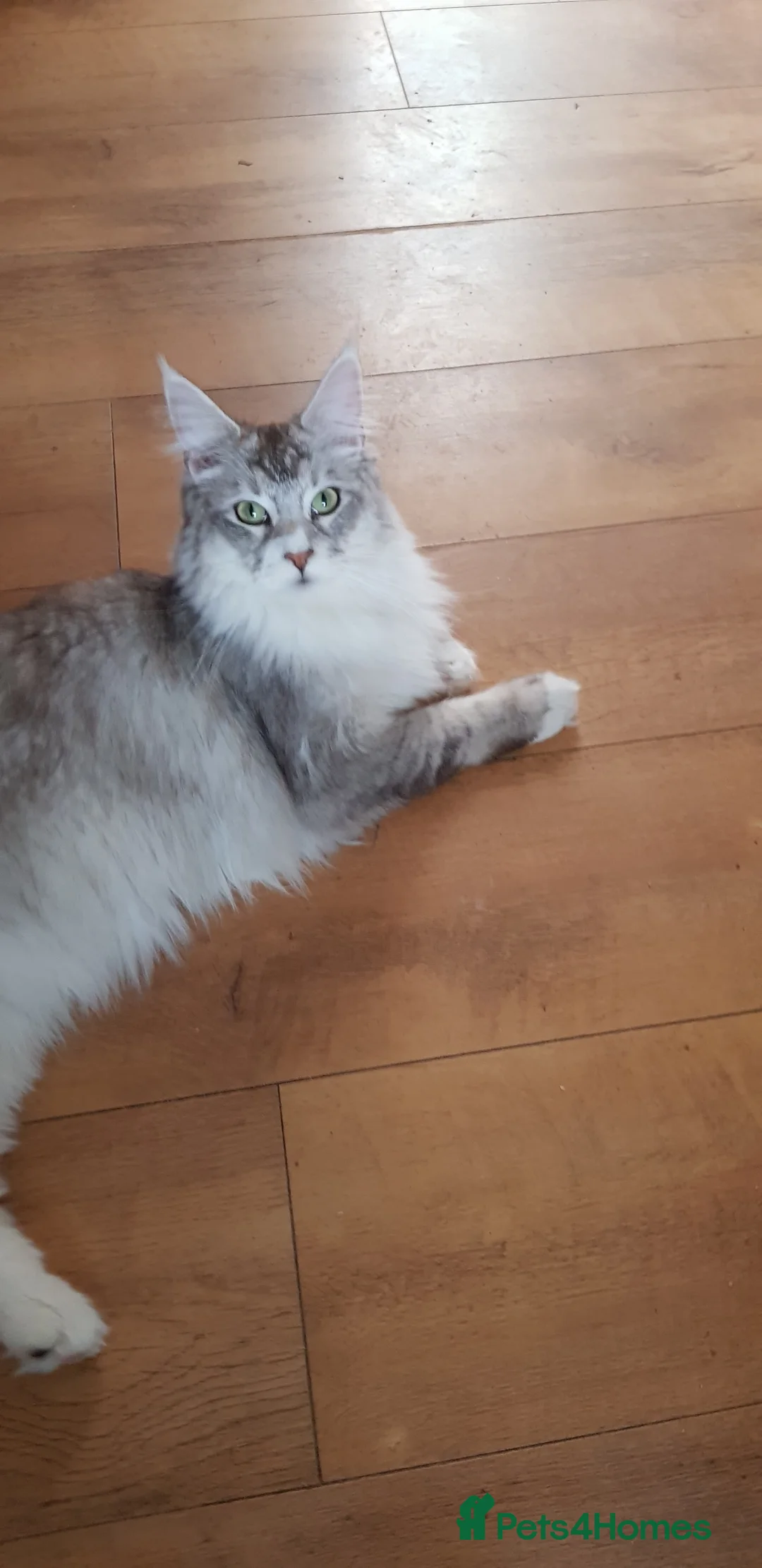 Maine Coon cats for sale: TICA registered Maine coons  - Advert 2
