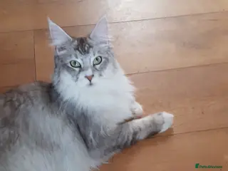 Maine Coon cats TICA registered Maine coons - Advert 16