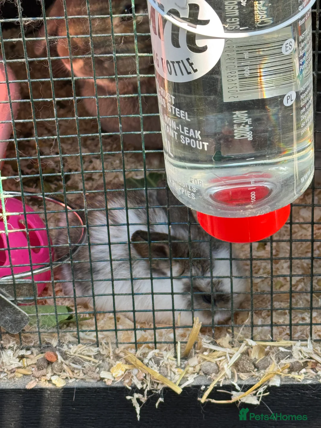 English Lop rabbits for sale: Baby Rabbits - Advert 2