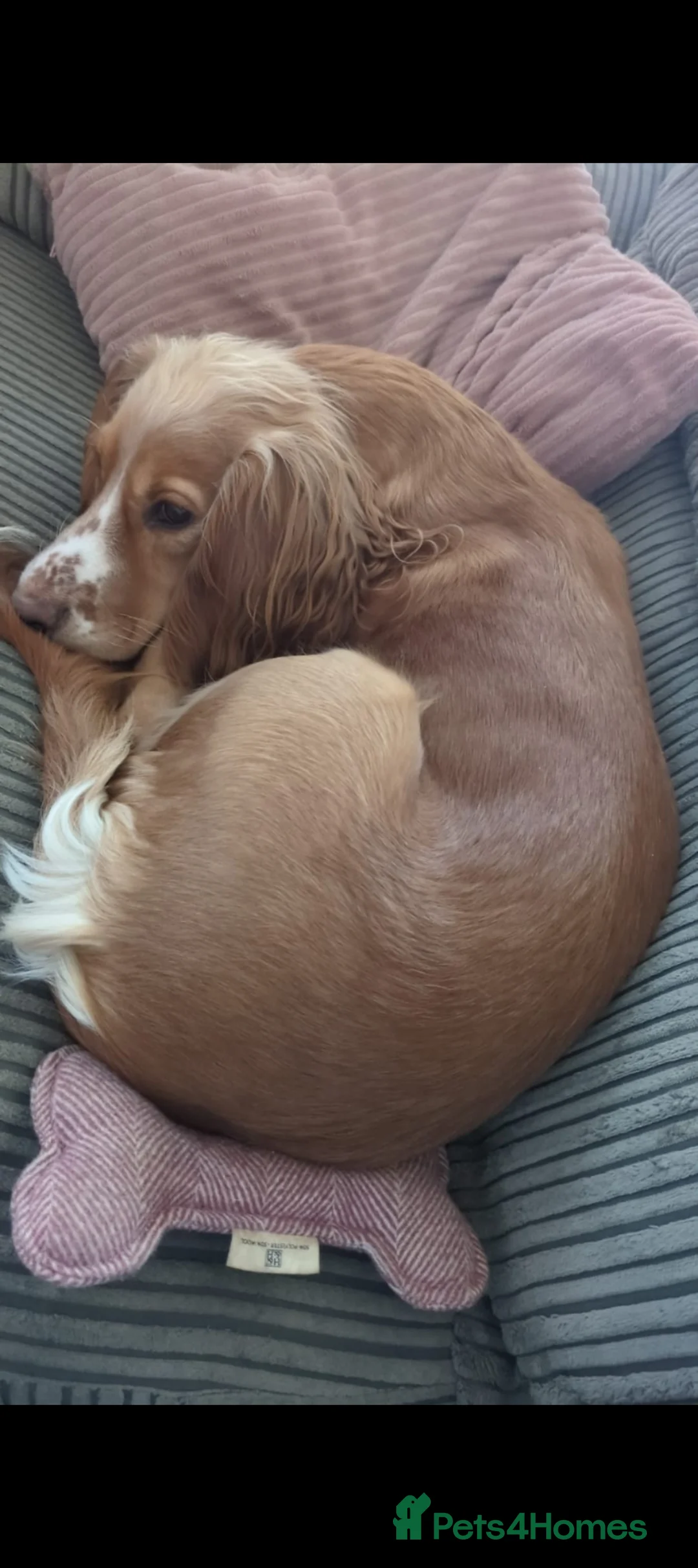 Cocker Spaniel dogs for sale: Beautiful cocker spaniel puppies  - Advert 2