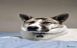 Akita dogs for sale: Sweet Akita Girl - Image 11