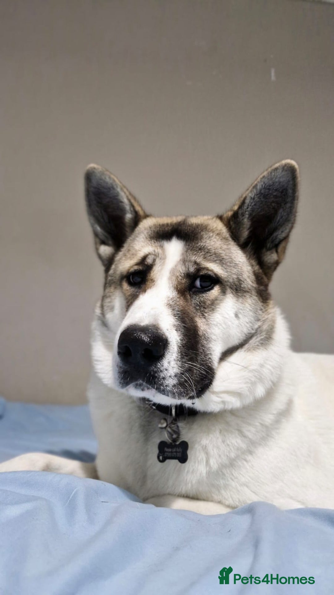 Akita dogs for sale: Sweet Akita Girl - Image 11