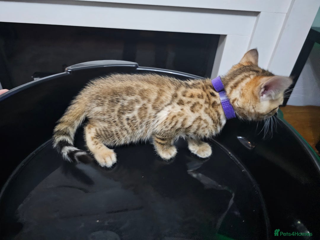 Bengal cats for sale: ✨️Stunning Bengal Babies-Exotic, Playful & Loving - Advert 10