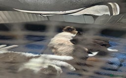 Mixed Breed cats for sale: 5 beautiful kittens mother part ragdoll - Image 22