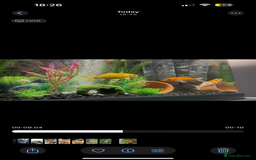 Koi Carp fish for sale: 3 koi carp - young  - Image 2