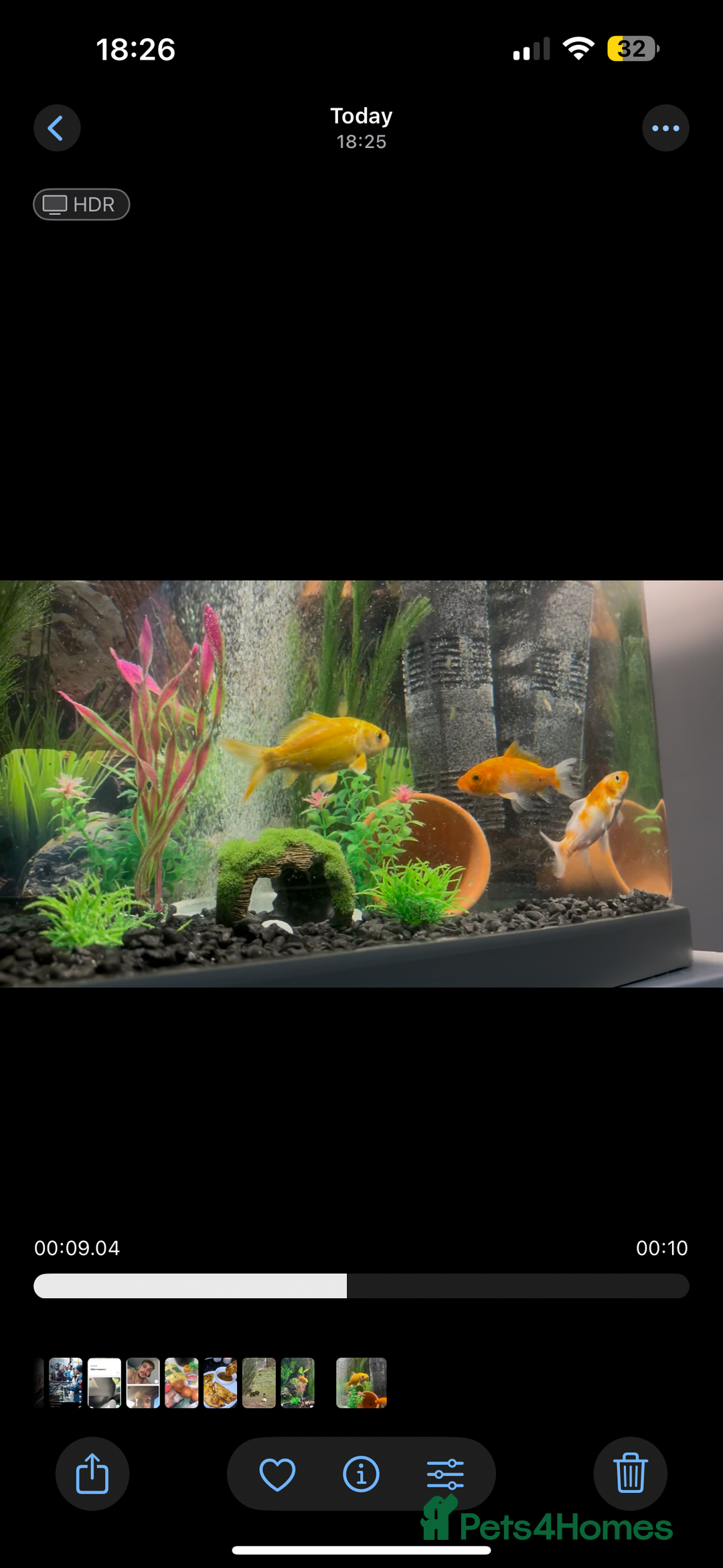 Koi Carp fish for sale: 3 koi carp - young  - Image 2