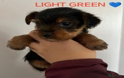 Yorkshire Terrier dogs for sale: Yorkshire terrier puppies  - Image 4