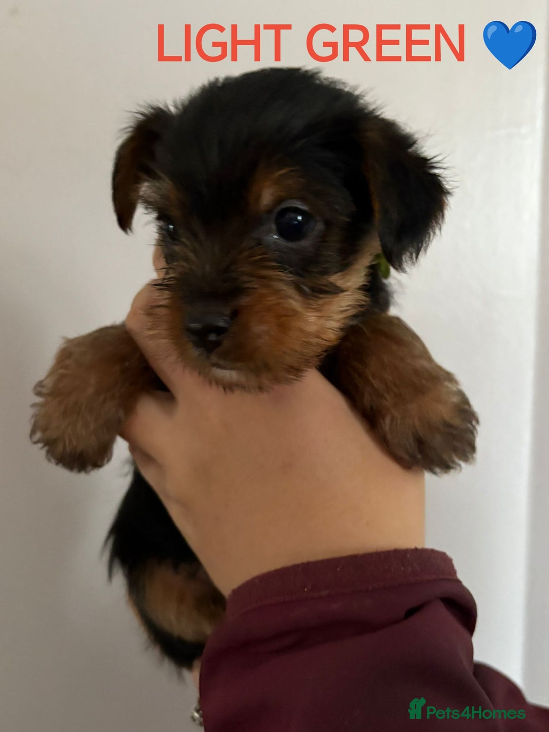Yorkshire Terrier dogs for sale: Yorkshire terrier puppies  - Image 4