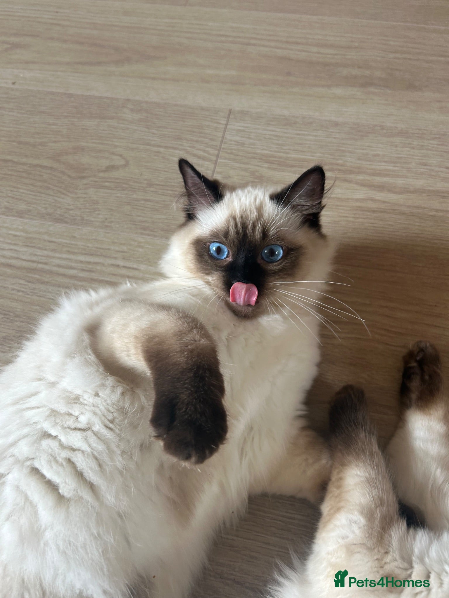 Ragdoll cats ONLY 2 MALE FULLBRED CHOCOLATE POINTS LEFT🐱🐾💖 - Advert 1
