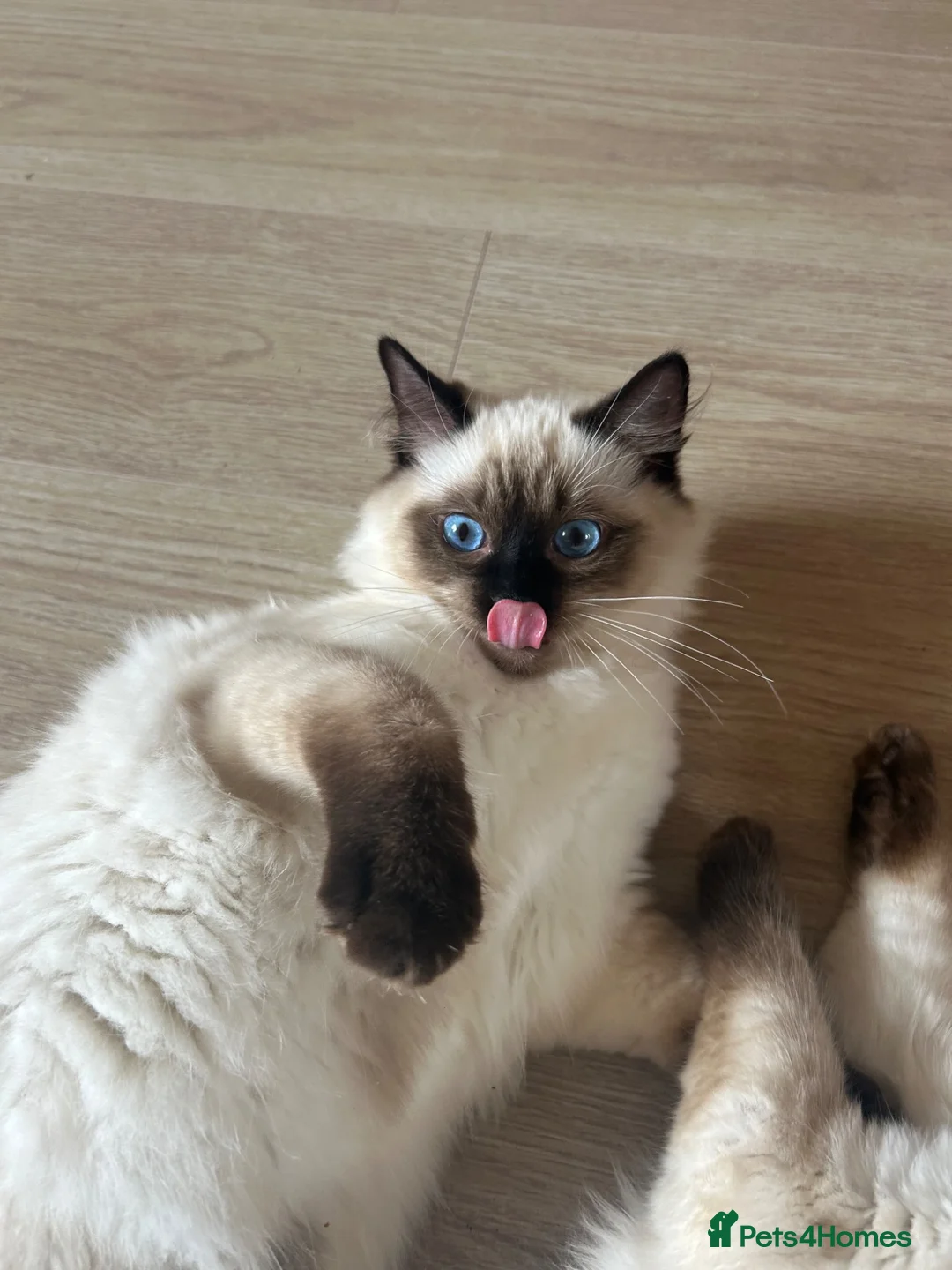 Ragdoll cats for sale: ONLY 2 MALE FULLBRED CHOCOLATE POINTS LEFT🐱🐾💖 in Manchester - Advert 1