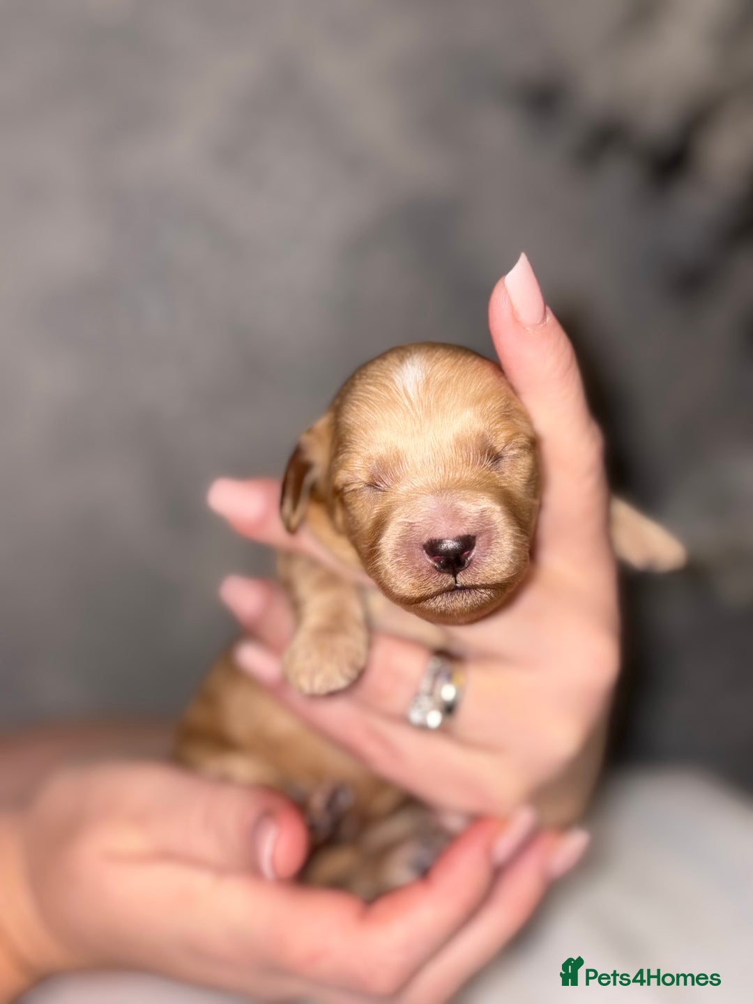 Cockapoo dogs for sale: F1B Cockapoo’s - Advert 14