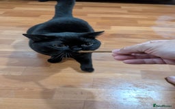 British Shorthair cats for sale: British short hair black - Image 2