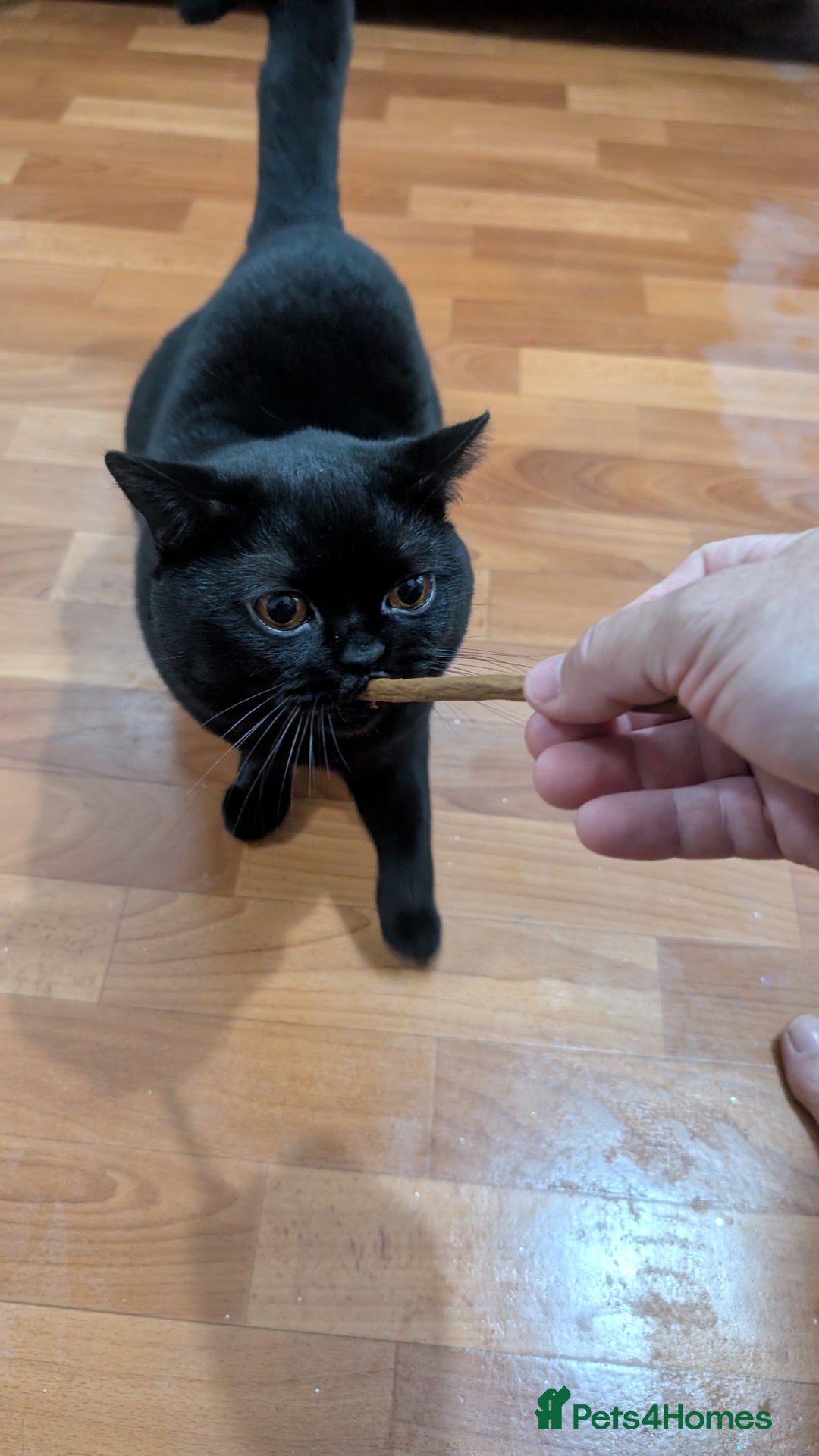 British Shorthair cats for sale: British short hair black - Image 2