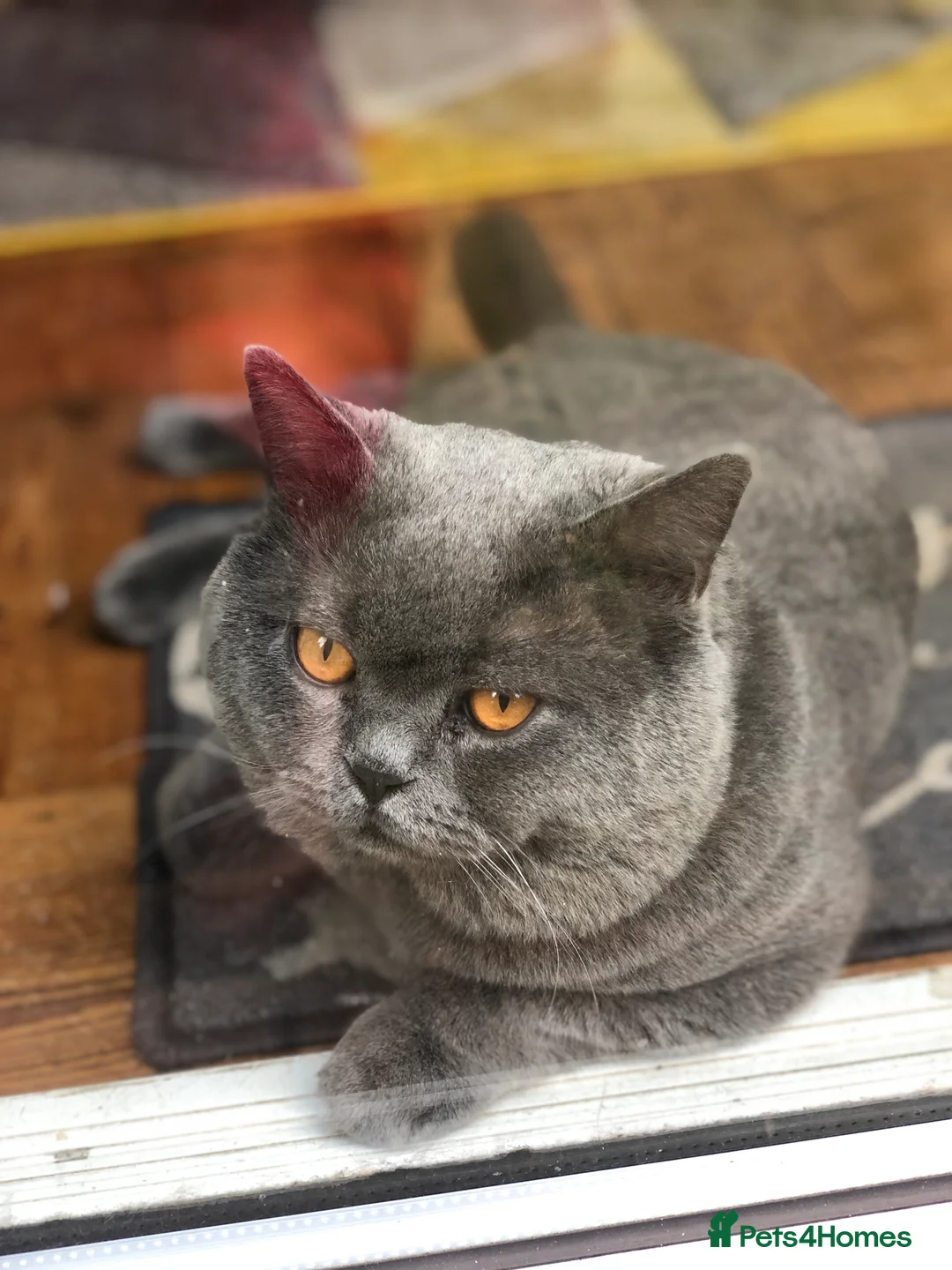 British Shorthair cats for stud: Blue colour BSH Champion Line GCCF stud  in London - Advert 8