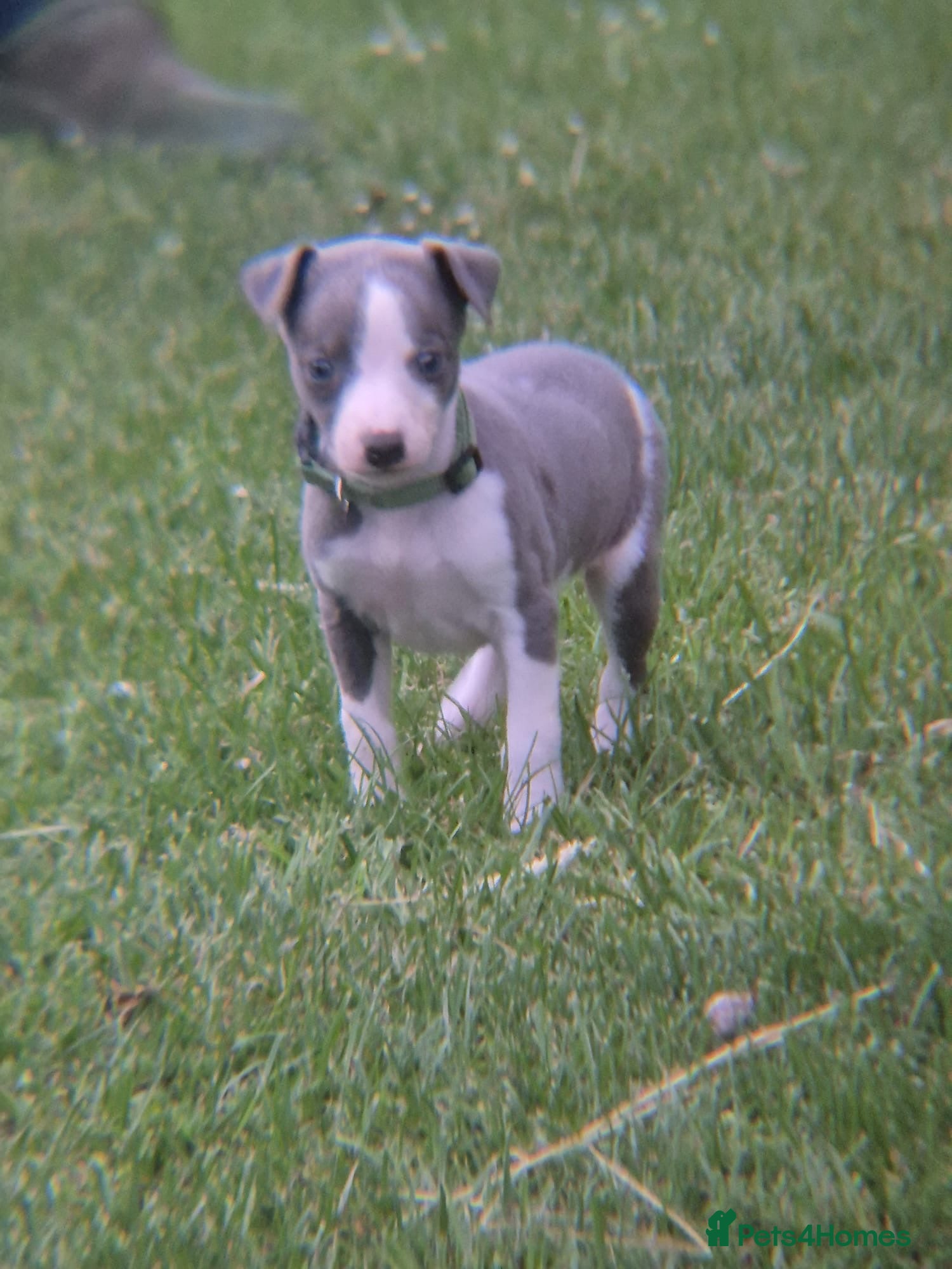 Whippet Puppy 8