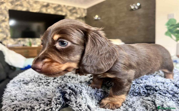 Miniature Dachshund dogs - Advert 1