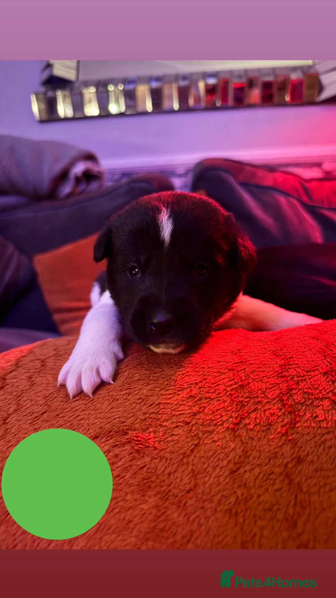 Mixed Breed dogs for sale: Labrakita - Advert 4