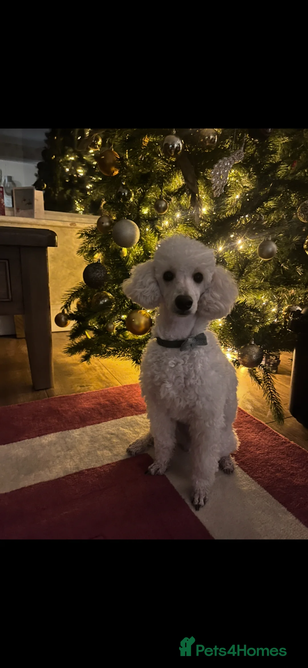 Toy Poodle dogs for sale: 💫Extensively Health tested Kc toy poodle male 💫 - Advert 2