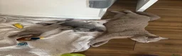British Shorthair cats for sale: British Blue & Lilac Shorthair Kittens - Advert 3