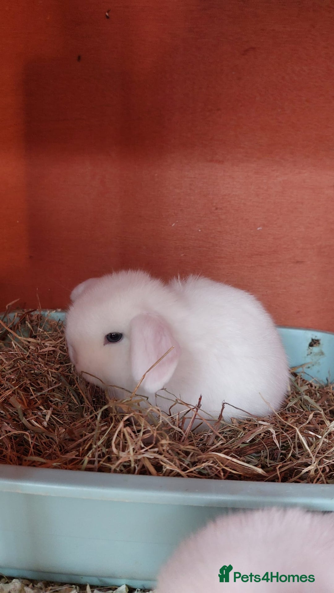 Mini Lop rabbits for sale: ❤️Purebread mini lops for sale❤️ - Advert 4