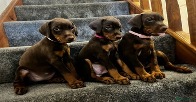 Dobermann dogs in Nottingham - Advert 9
