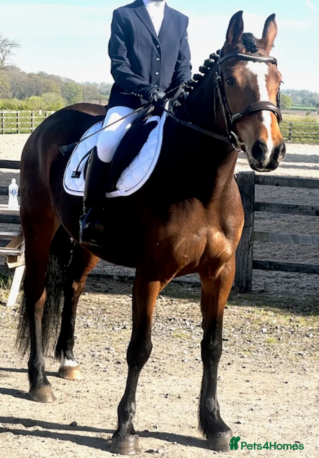 Welsh Section D horses for sale: Lovely project/companion for sale in Northwich - Advert 4